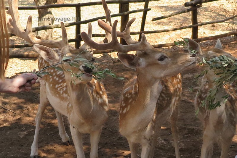 Greece, Zakynthos island, Askos Stone Park - feeding deer