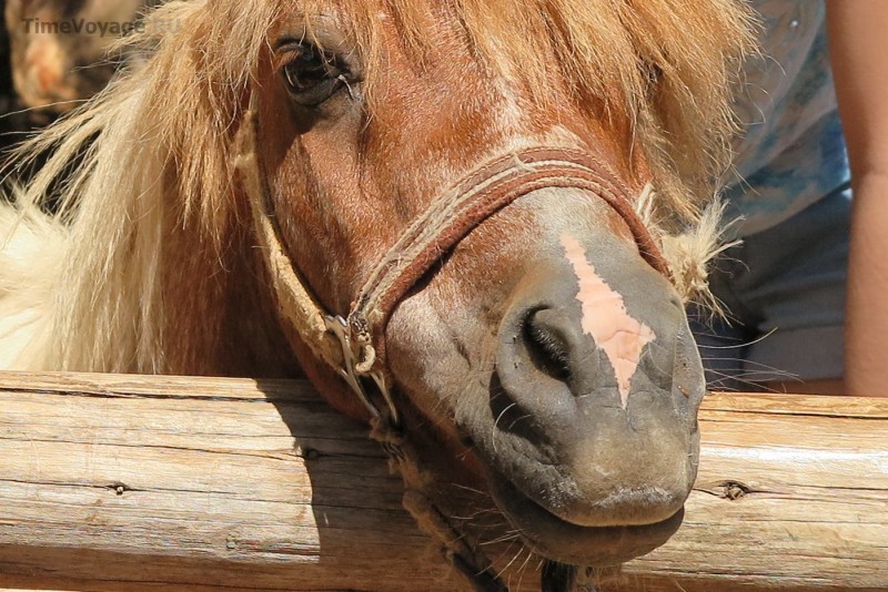 Greece, Zakynthos Island, “Askos Stone Park” - Pony “Chubais”