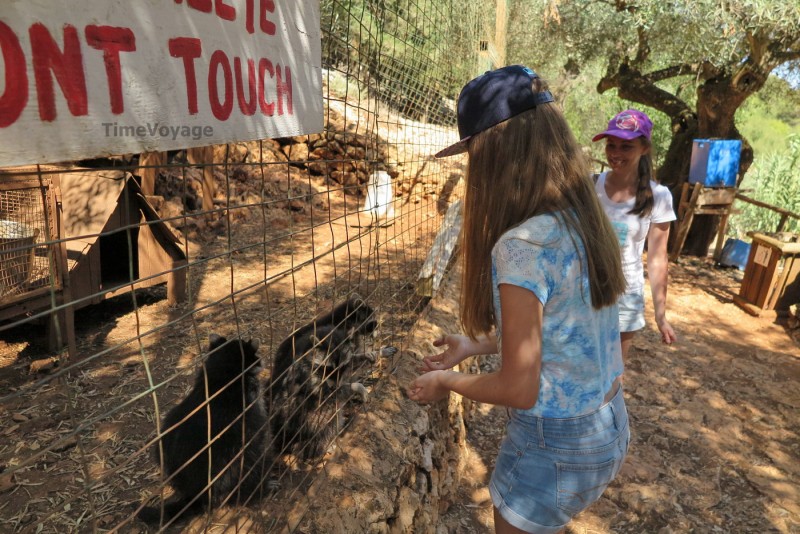 Griechenland, Insel Zakynthos, Askos Stone Park - Waschbären füttern