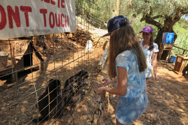 Ελλάδα, Ζάκυνθο, "Askos Stone Park" - σίτιση ρακούν