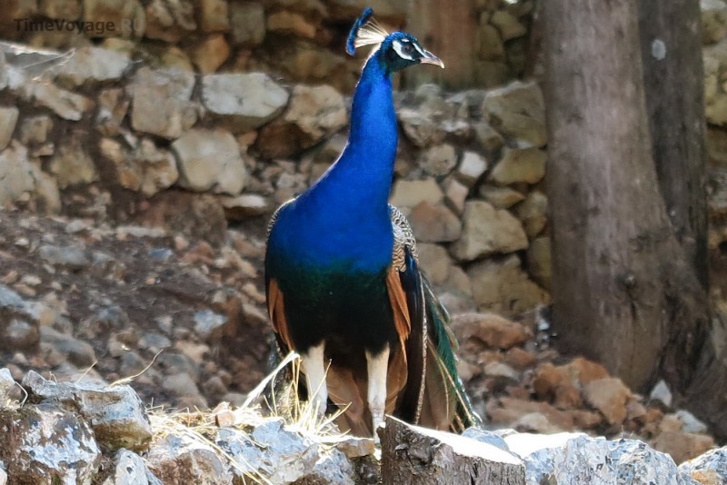 Greece, Zakynthos Island, Askos Stone Park - Peacocks