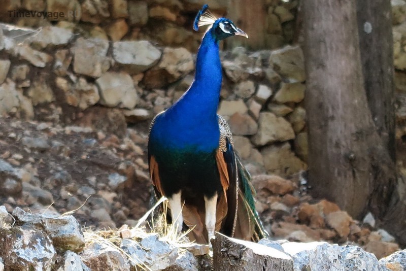 Griechenland, Insel Zakynthos, Askos Stone Park - Pfauen