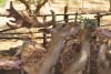 Greece, Zakynthos island, Askos Stone Park - feeding deer