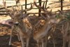 Greece, Zakynthos island, Askos Stone Park - feeding deer