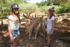 Greece, Zakynthos island, Askos Stone Park - feeding deer