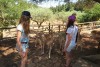 Greece, Zakynthos island, Askos Stone Park - feeding deer