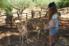 Greece, Zakynthos island, Askos Stone Park - feeding deer