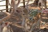 Greece, Zakynthos island, Askos Stone Park - feeding deer