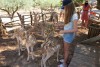 Greece, Zakynthos island, Askos Stone Park - feeding deer