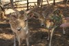 Greece, Zakynthos island, Askos Stone Park - feeding deer