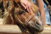 Griechenland, Insel Zakynthos, "Askos Stone Park" - Pony "Chubais"