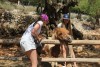 Grecia, isola di Zante, "Askos Stone Park" - Pony "Chubais"