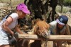 Grecia, isola di Zante, "Askos Stone Park" - Pony "Chubais"