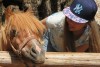 Griechenland, Insel Zakynthos, "Askos Stone Park" - Pony "Chubais"