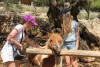 Griechenland, Insel Zakynthos, "Askos Stone Park" - Pony "Chubais"