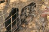 Greece, Zakynthos Island, “Askos Stone Park” - feeding raccoons