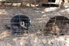 Greece, Zakynthos Island, “Askos Stone Park” - feeding raccoons