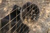 Greece, Zakynthos Island, “Askos Stone Park” - feeding raccoons