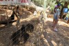 Ελλάδα, Ζάκυνθο, "Askos Stone Park" - σίτιση ρακούν