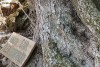 Greece, Zakynthos Island, Askos Stone Park - Olive Trees