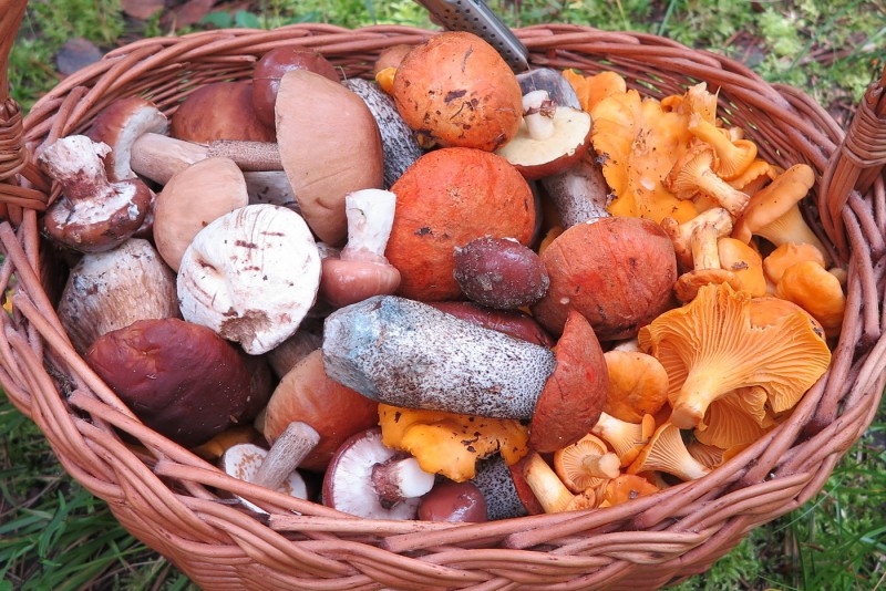 In the basket: Boletus Edulis, Leccinum, Suillus and Cantharellus Cibarius