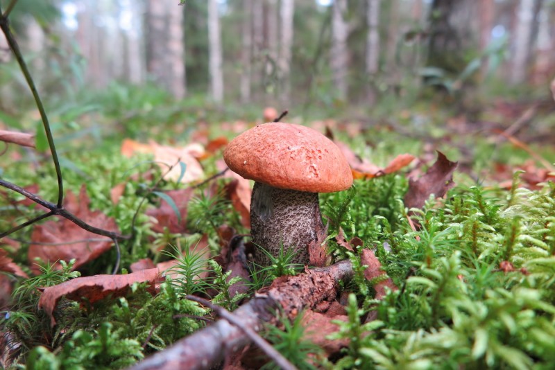 Гриб Подосиновик