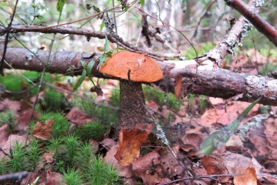 Гриб Подосиновик